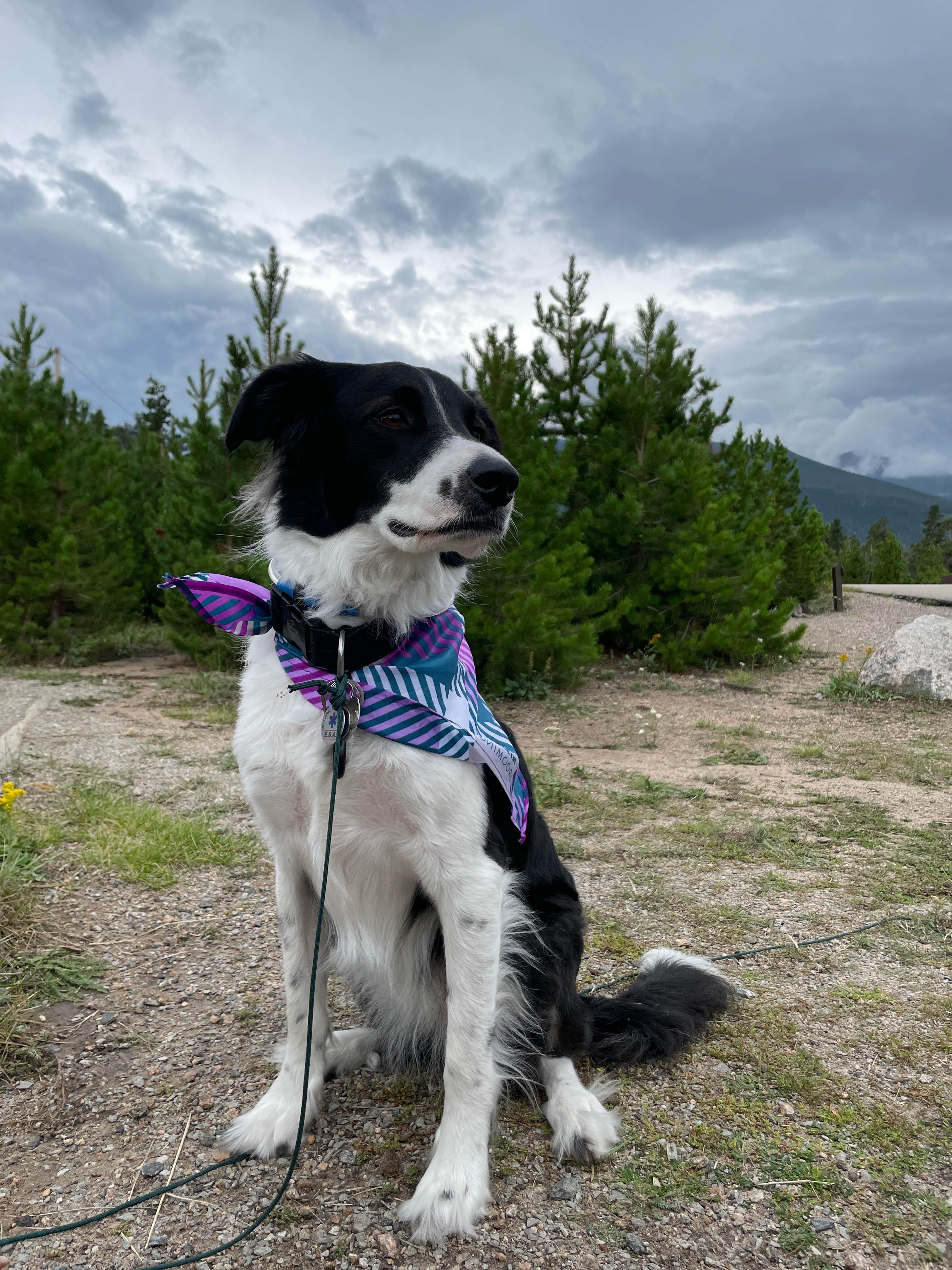 Shelby S.'s photo of camping with pets at Moraine Park Campground — Rocky Mountain National Park near Gould, CO