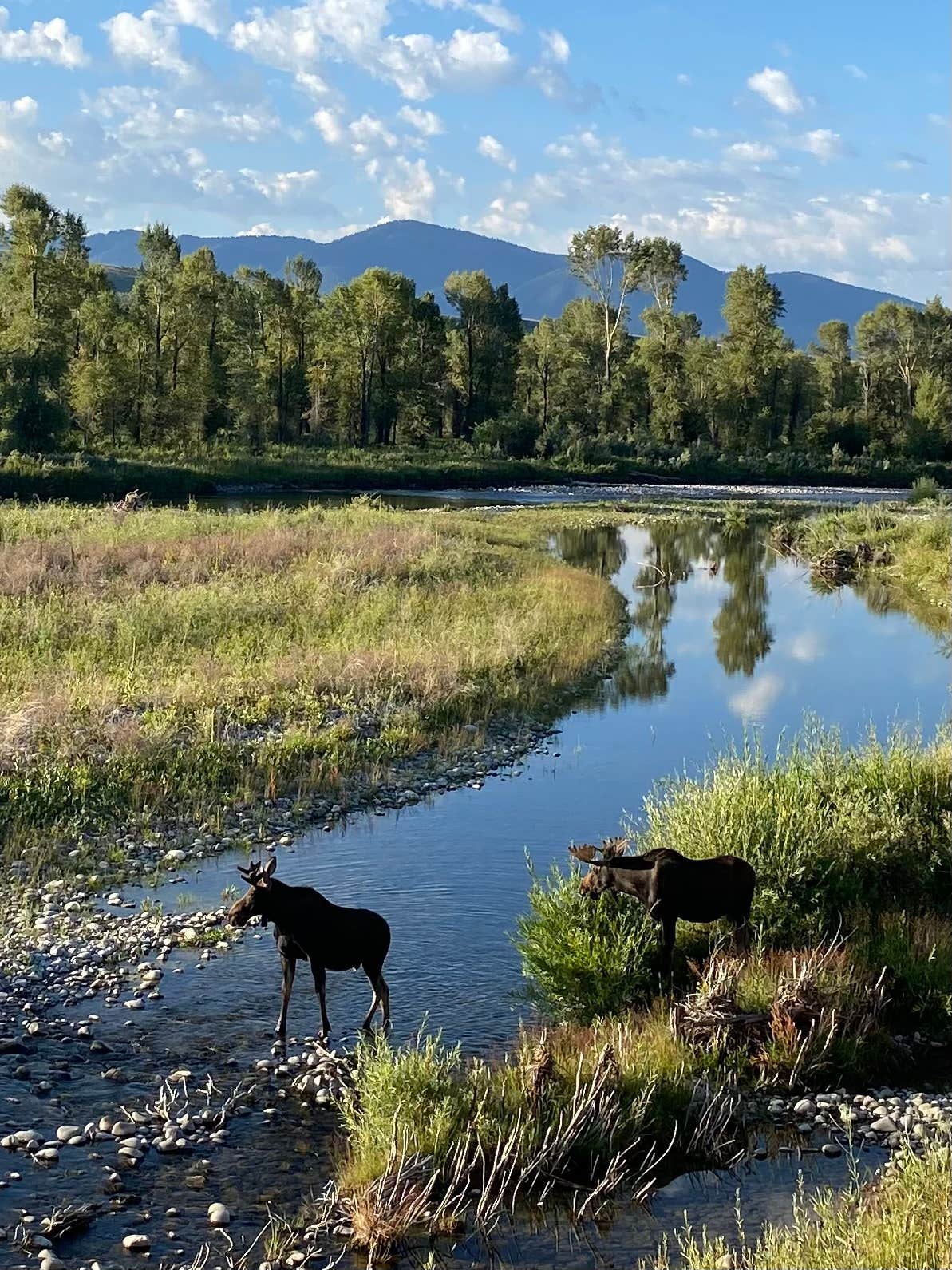 kathy C.'s photo of camping with pets at Gros Ventre Campground — Grand Teton National Park near Driggs, ID