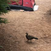 Review photo of Kachess Campground by Nikki , August 25, 2022