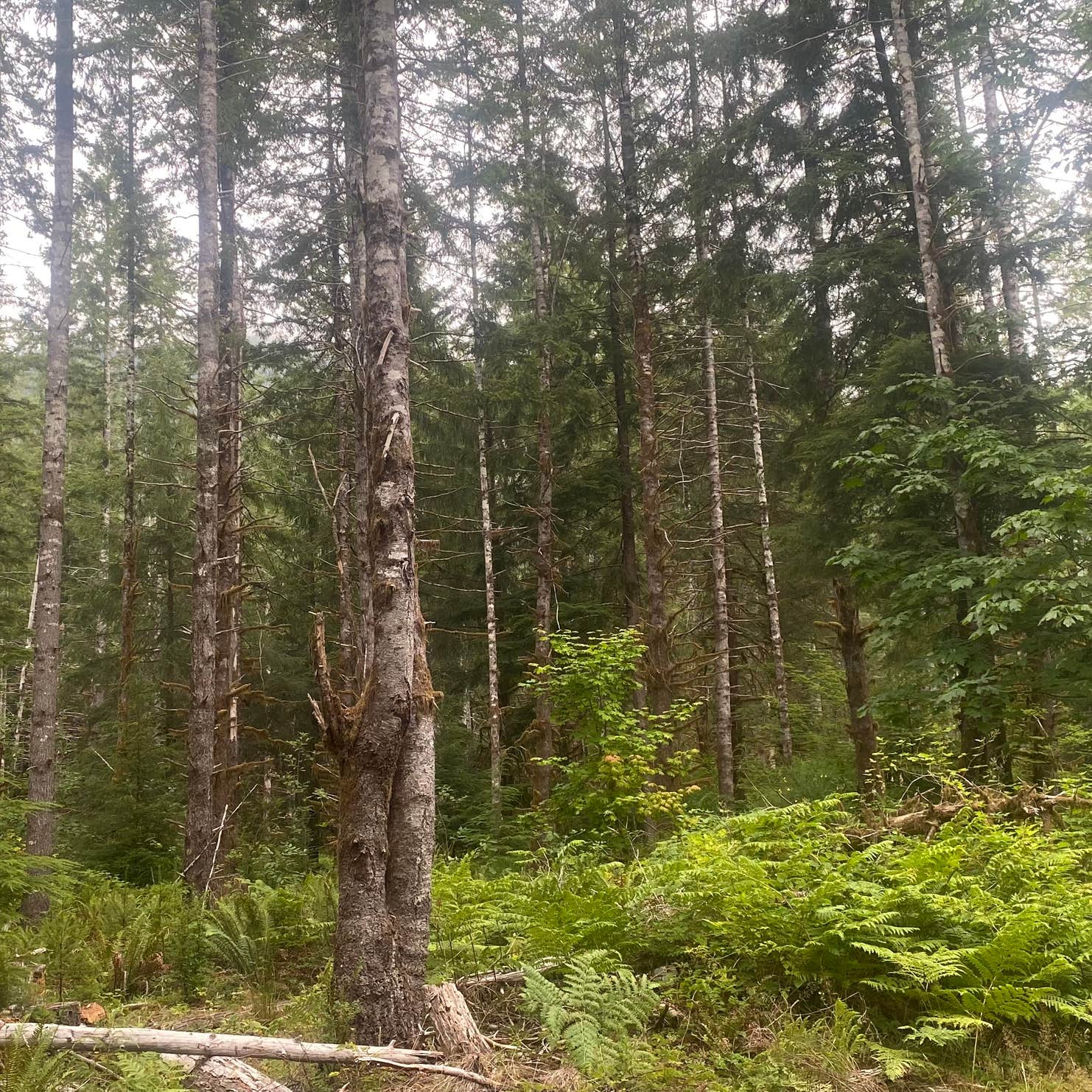 Upper Hoh Road Campsite Olympic National