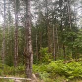 Review photo of Upper Hoh Road Campsite by Cameryn L., August 13, 2022