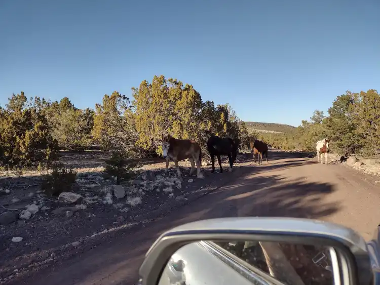 Camping near Texas Palms RV Park: Free-Man Camp/Ranch, Kaibab National Forest, Arizona