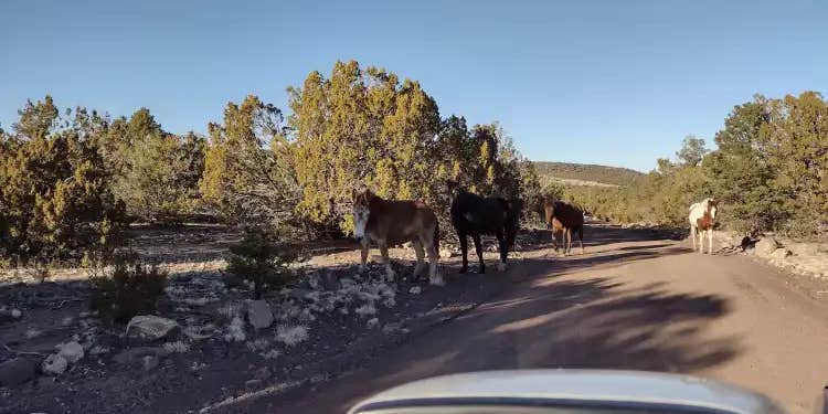 Camper submitted image from Free-Man Camp/Ranch