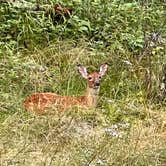 Review photo of Woodenfrog Campground by Aliza  N., August 26, 2022