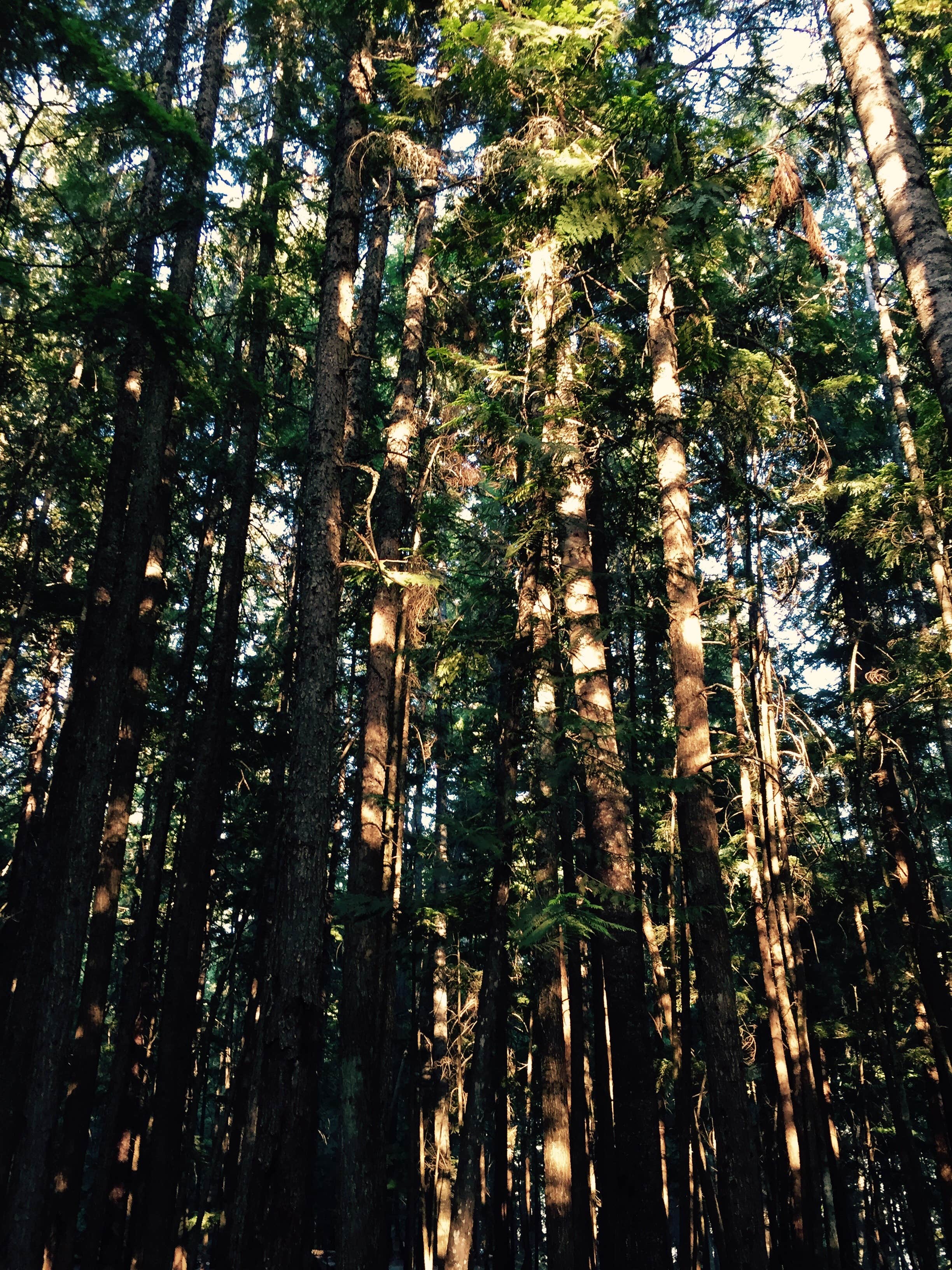 Camping near Lionhead Campground — Priest Lake State Park: Nordman Campground, Nordman, Idaho