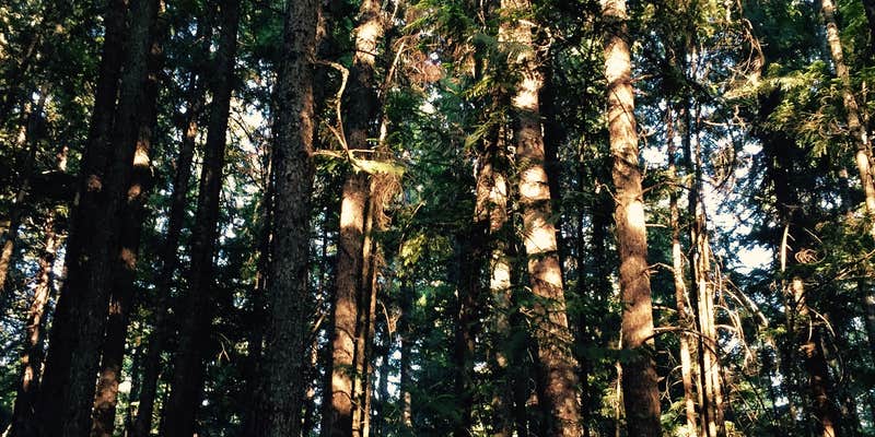 Camper submitted image from Nordman Campground