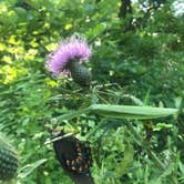 Review photo of Bennett Spring State Park Campground by Anna P., August 26, 2022