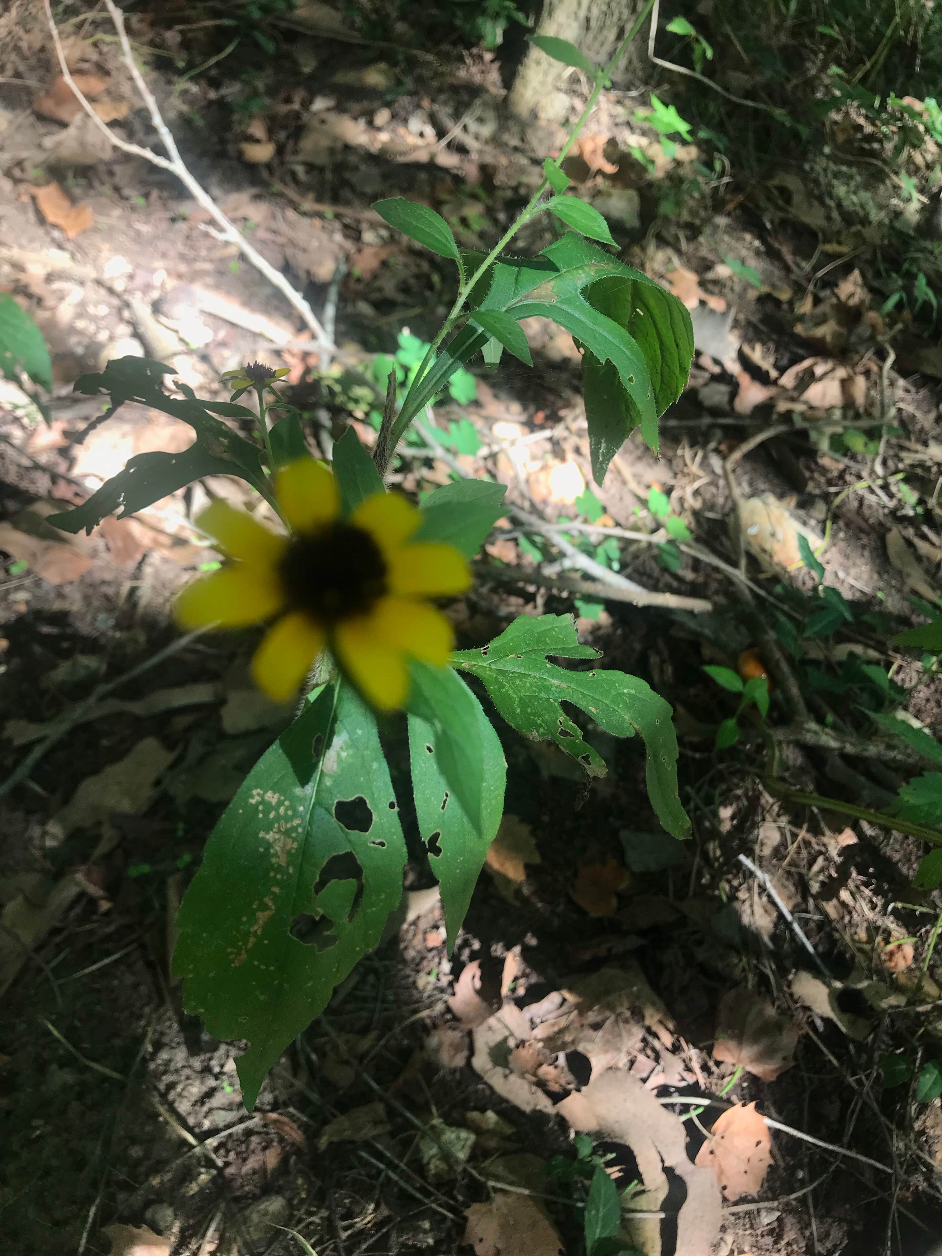 Camper-submitted photo at Bennett Spring State Park Campground in Missouri