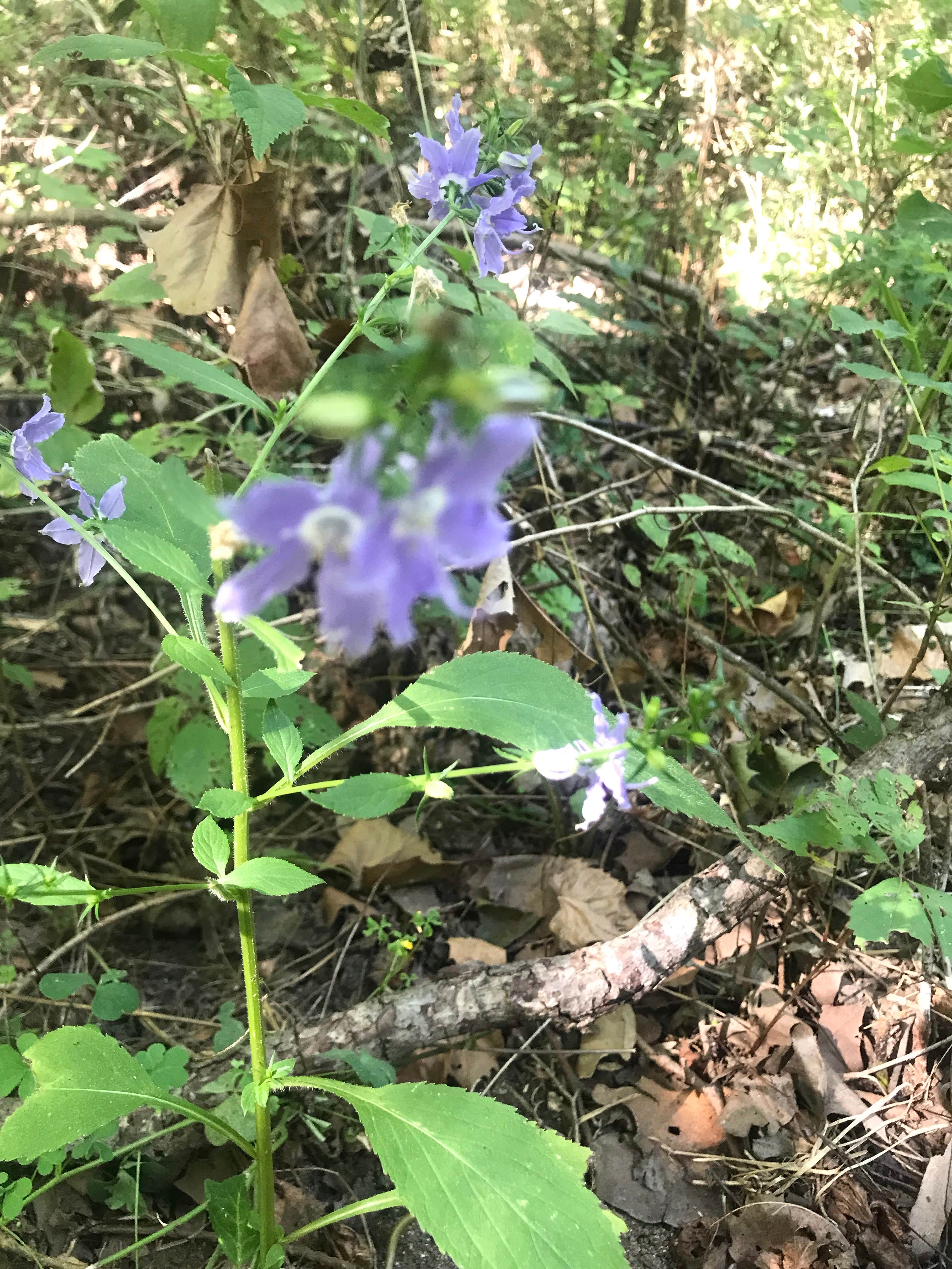 Camper-submitted photo at Bennett Spring State Park Campground in Missouri