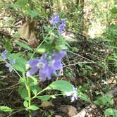 Review photo of Bennett Spring State Park Campground by Anna P., August 26, 2022