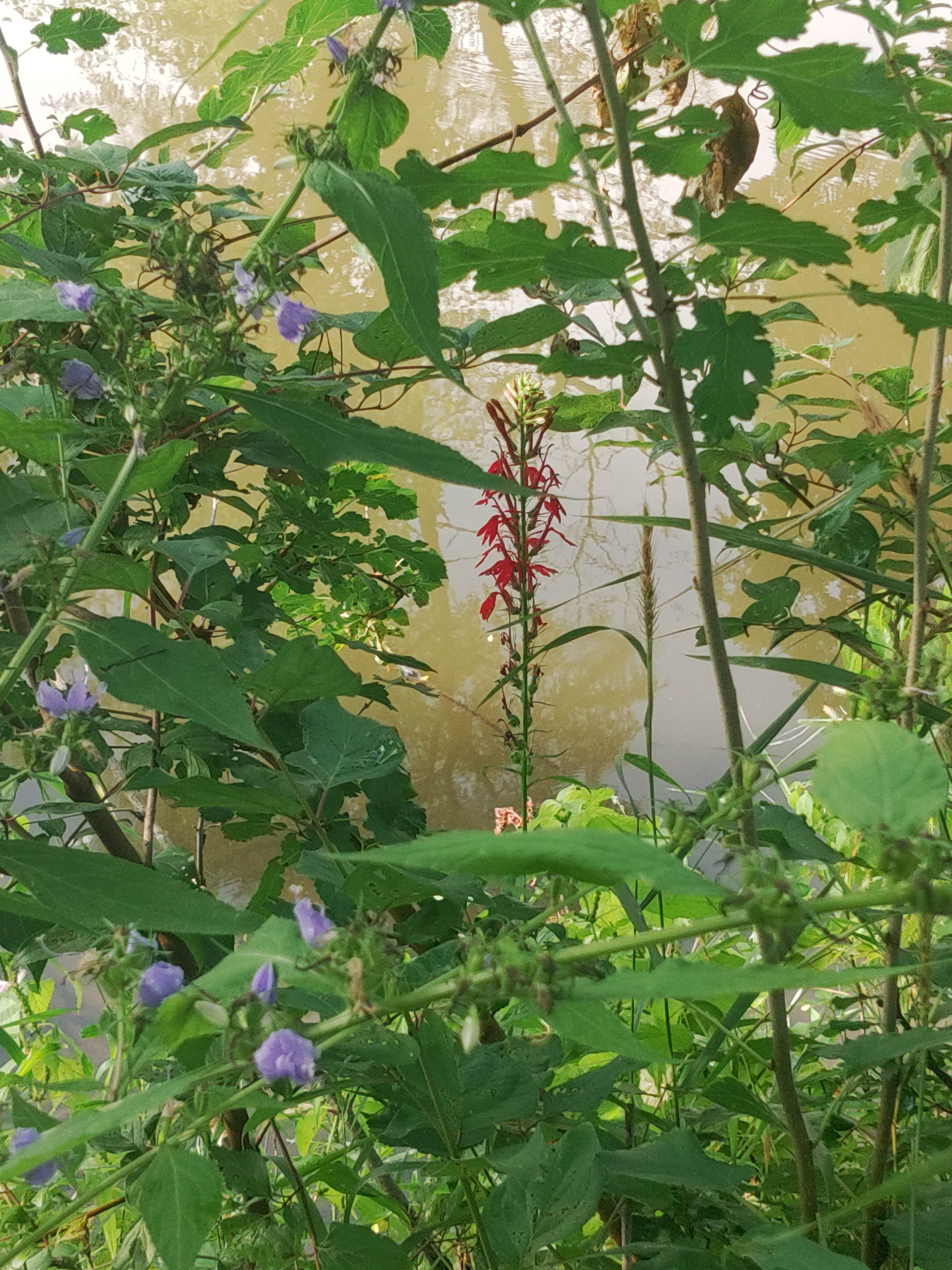Camper-submitted photo at Saulsbury Bridge Recreation Area - Main Camping near Homestead, IA