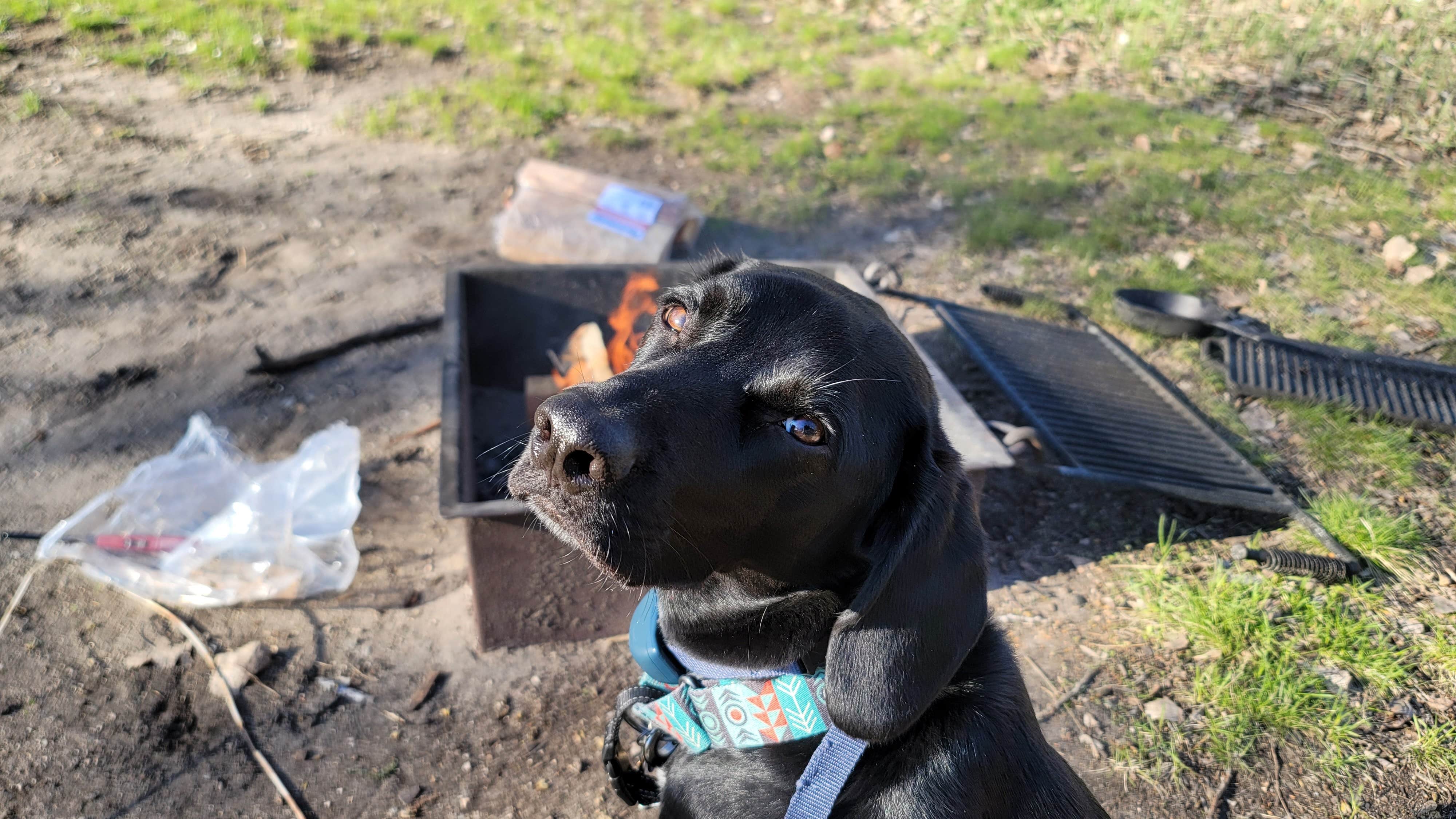 max J.'s photo of camping with pets at Turtle River State Park Campground in North Dakota