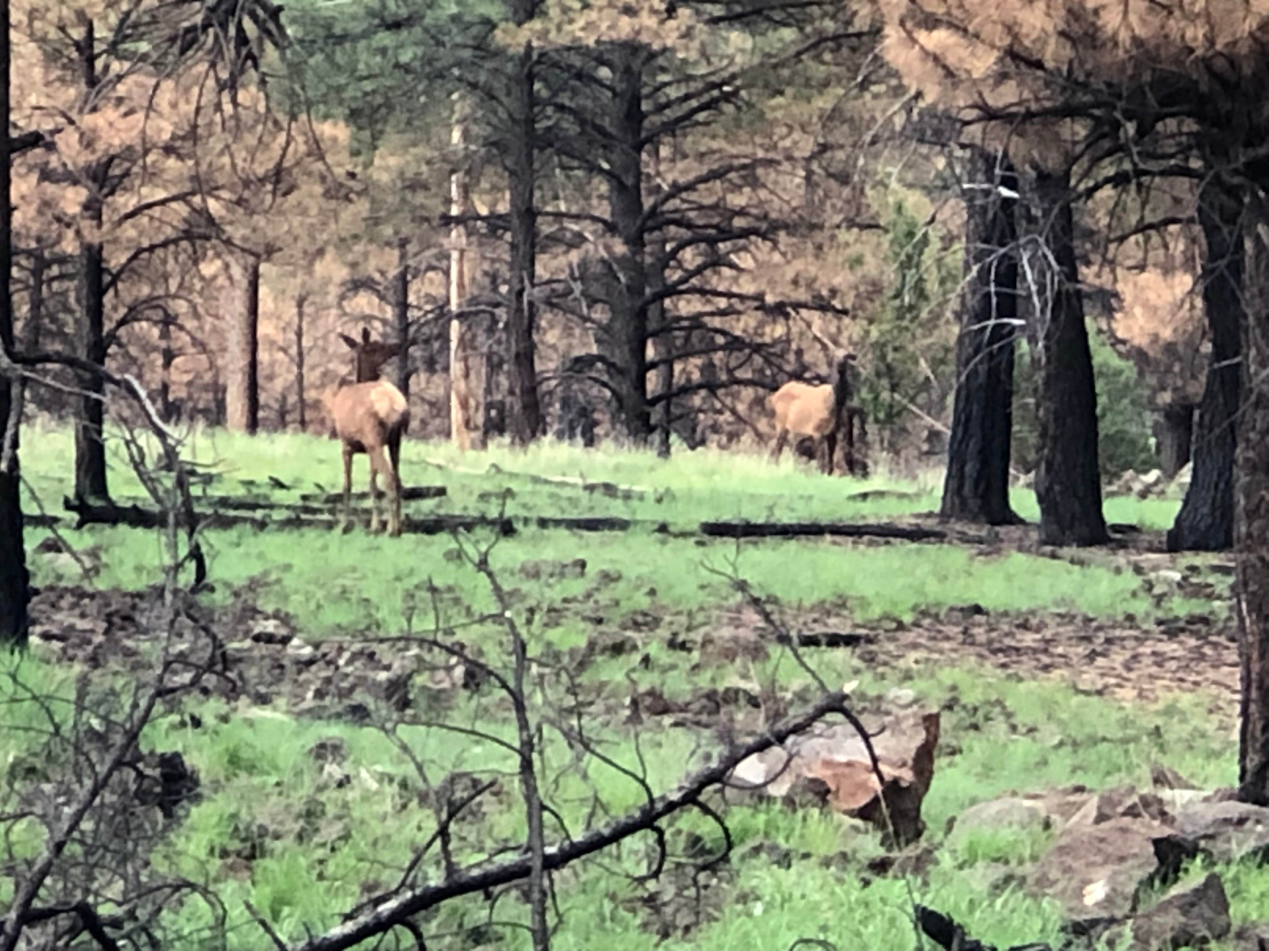 Camper-submitted photo at Chain of Craters Hiker Hideout near San Fidel, NM