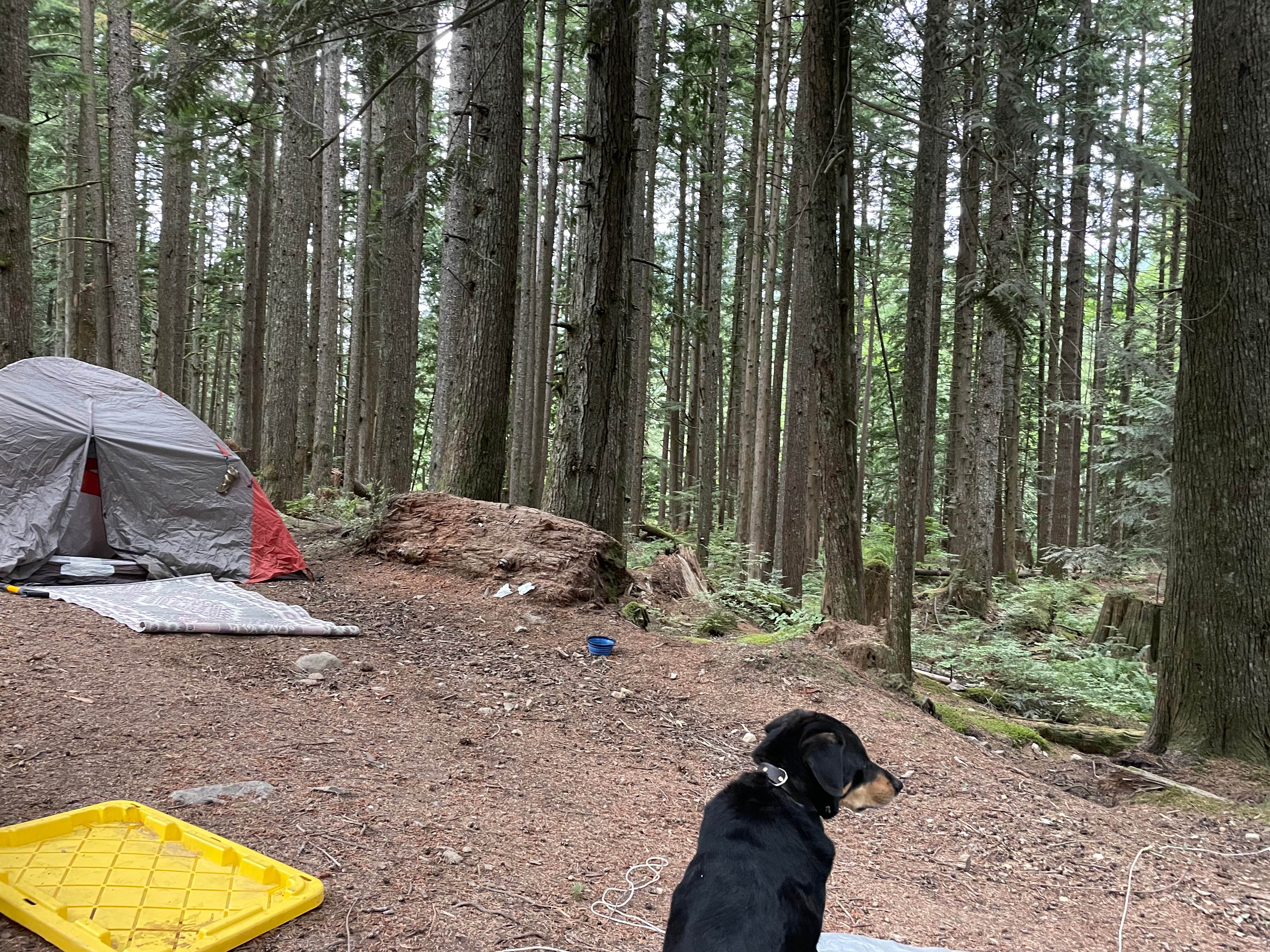Max H.'s photo of a dispersed camping area at South Fork Snoqualmie River Dispersed Site near Lake Tapps, WA