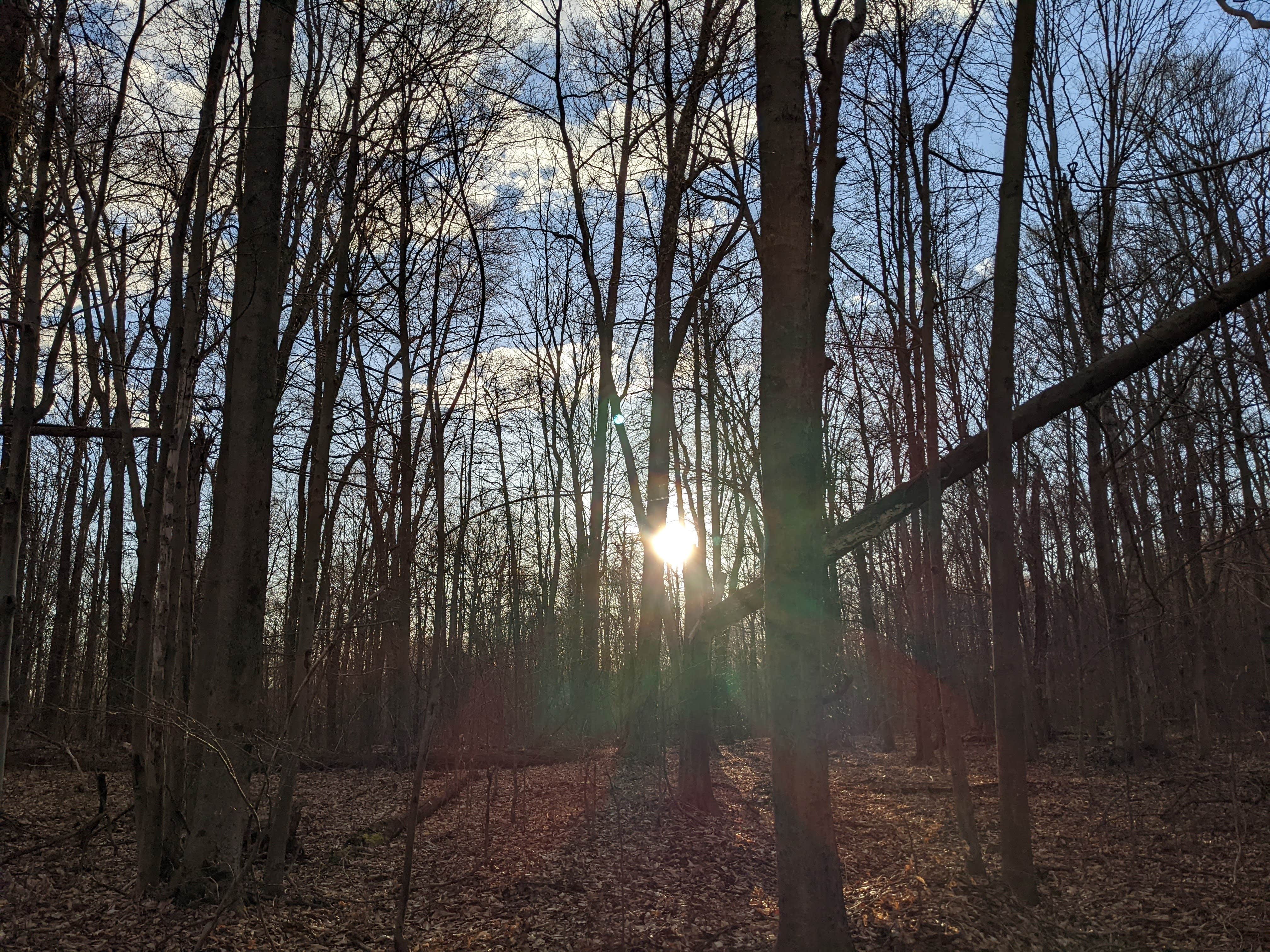 Camper-submitted photo at Old Logger's Path near Eagles Mere, PA