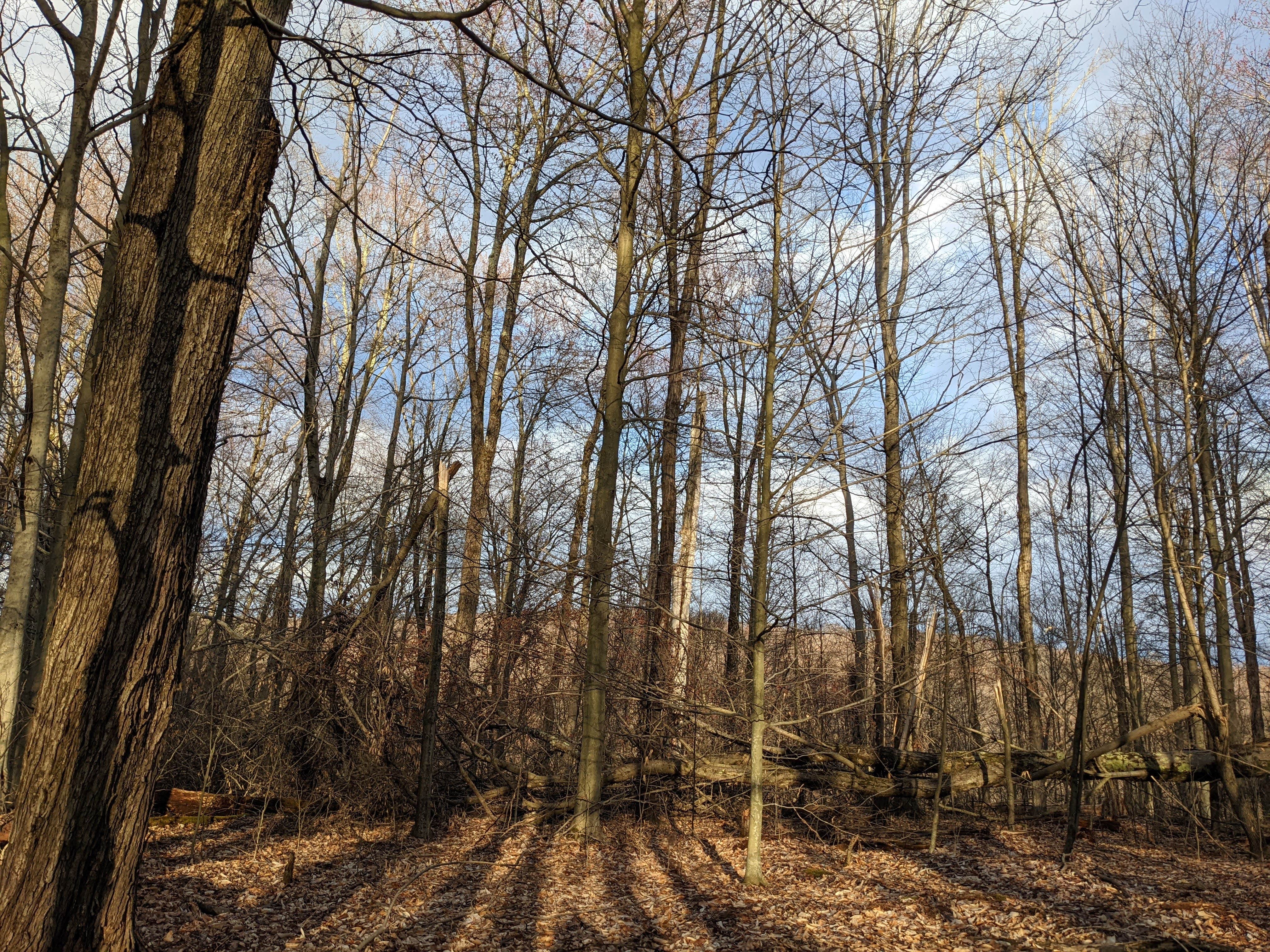 Camper-submitted photo at Old Logger's Path near Eagles Mere, PA