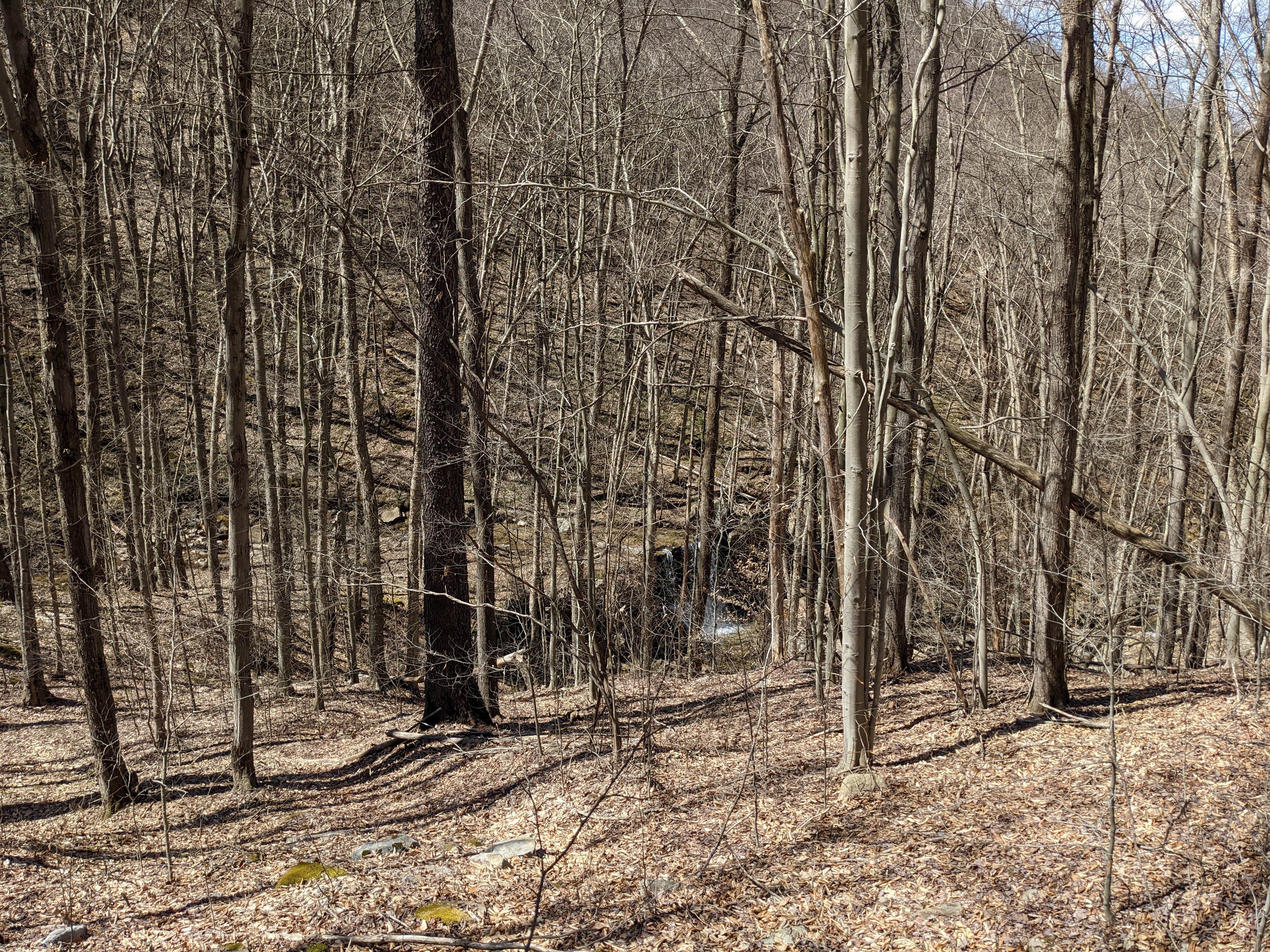 Camper-submitted photo at Old Logger's Path near Eagles Mere, PA