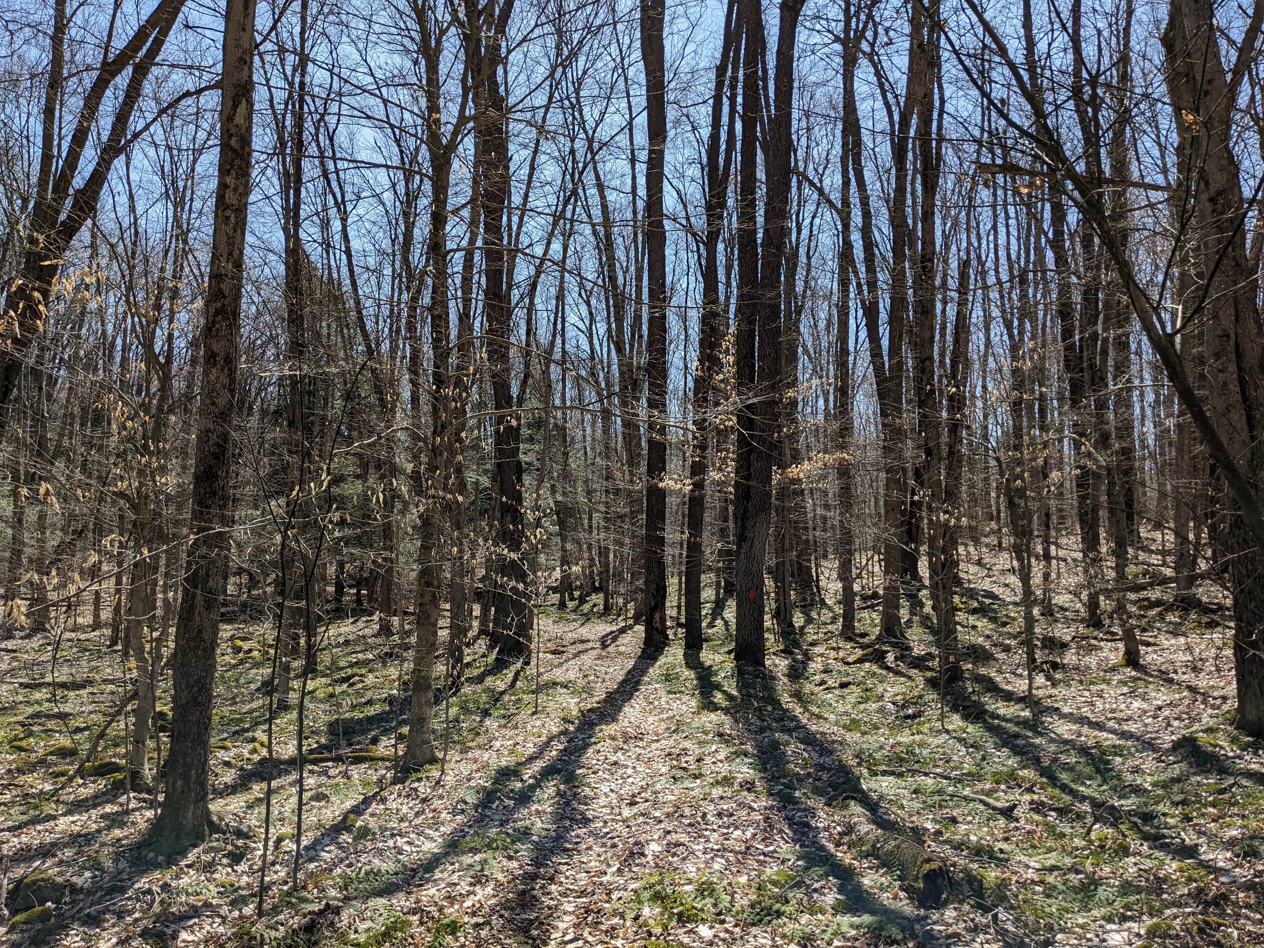 Camper-submitted photo at Old Logger's Path near Eagles Mere, PA