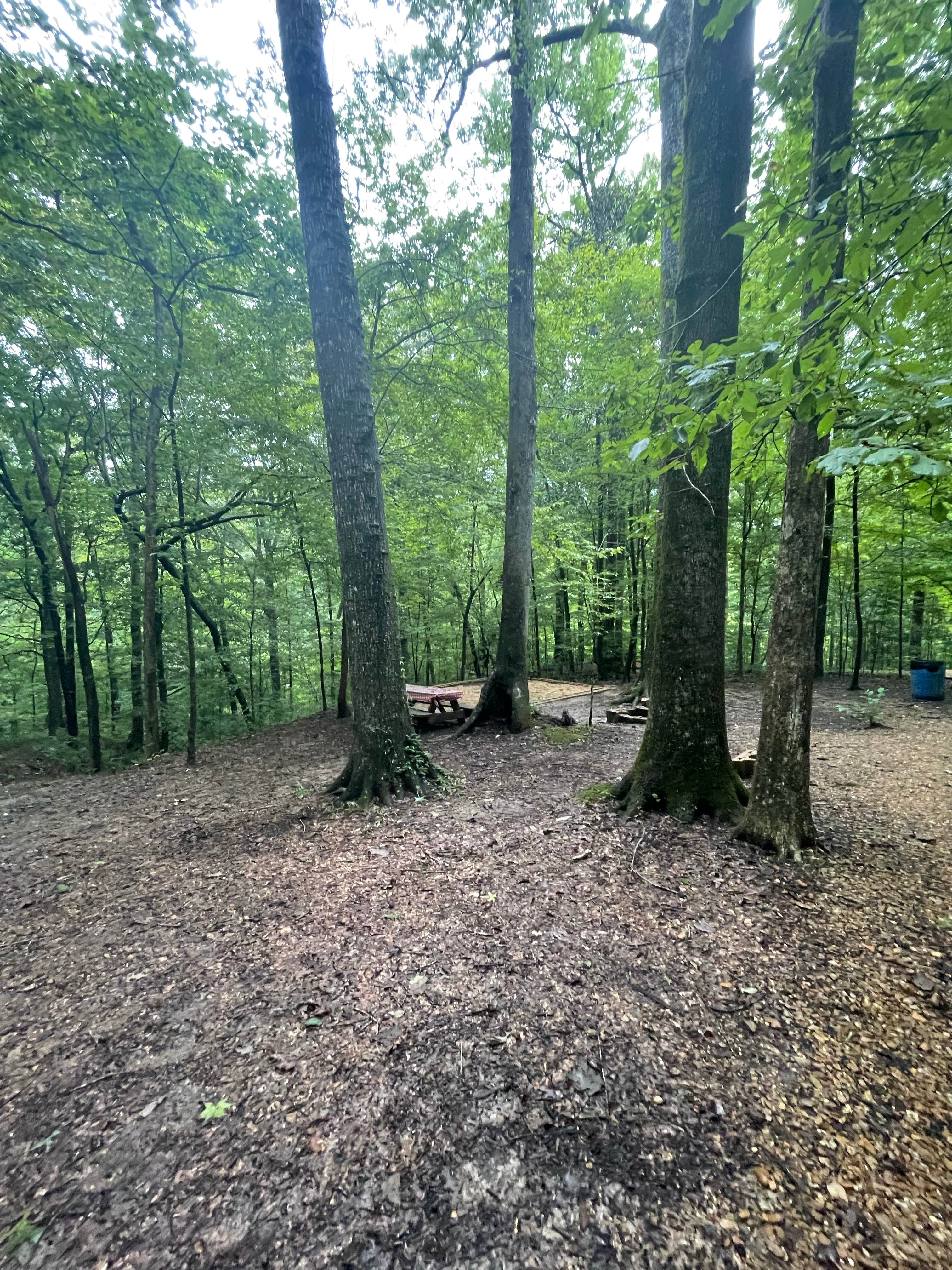 Tyler H.'s photo at Tunica Hills Campground near Ferriday, LA