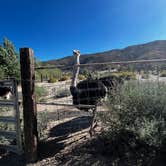 Review photo of Camping @ Quail Run Ostrich Ranch by Danny & Esther A., August 28, 2022