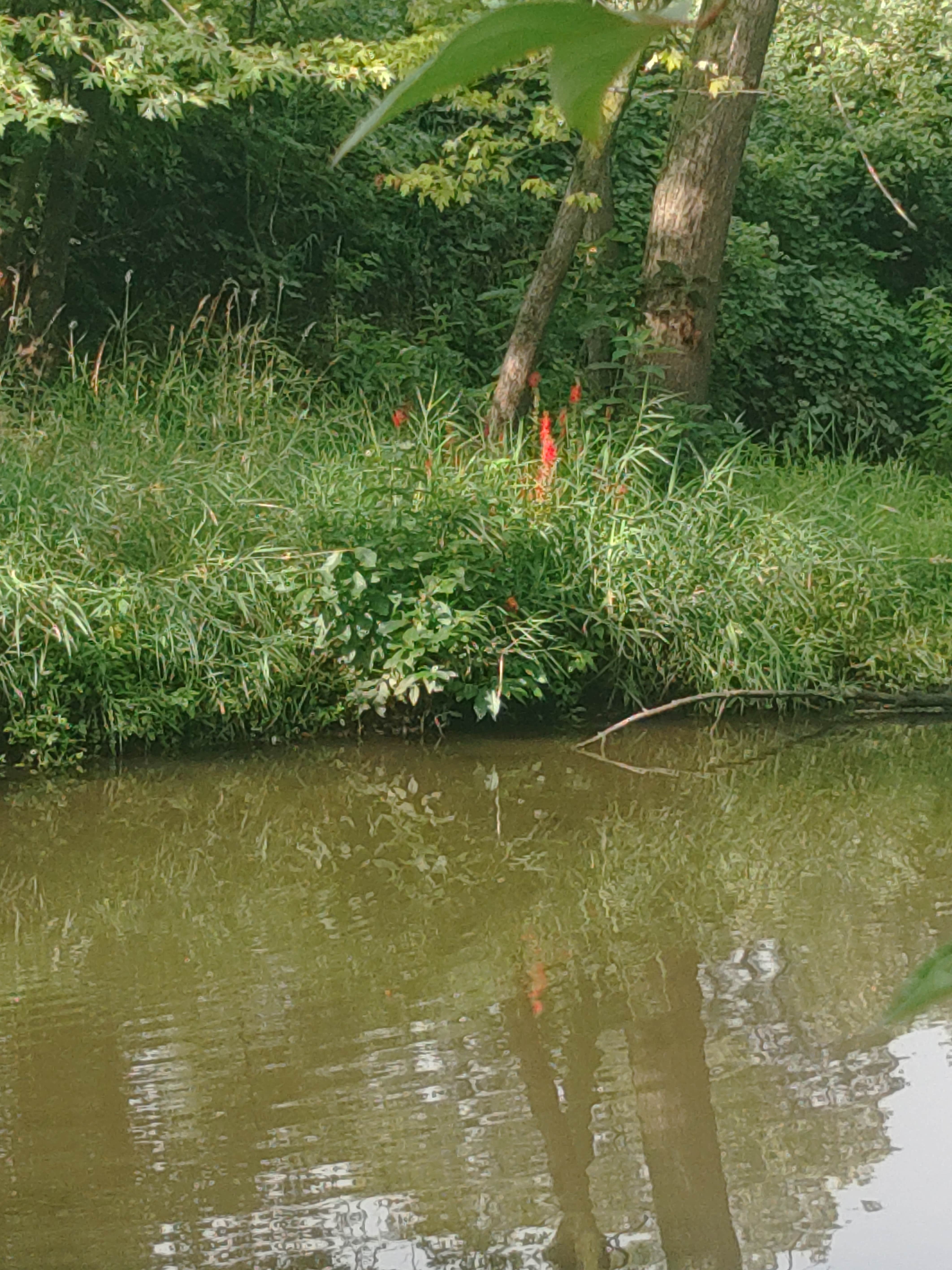 Camper-submitted photo at Saulsbury Bridge Rec Area, Primitive Tent Camp near West Liberty, IA