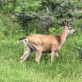 Review photo of Heart O' the Hills Campground — Olympic National Park by Duncan G., August 28, 2022