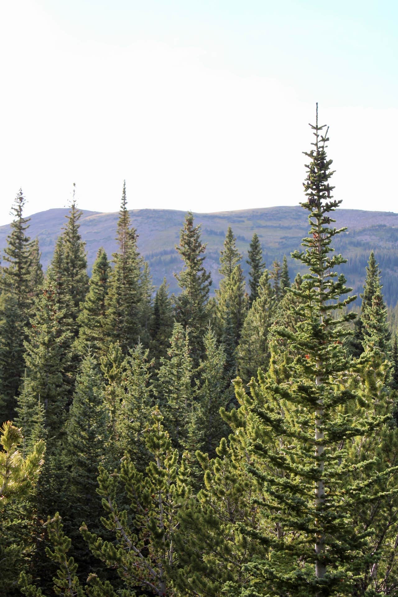 Camping near Rainbow Lakes Wilderness Area: Caribou Townsite Dispersed, Nederland, Colorado