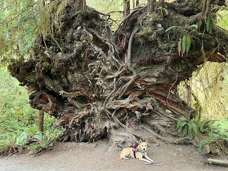 Duncan G.'s photo of camping with pets at Hoh Rain Forest - Olympic National Park near Forks, WA