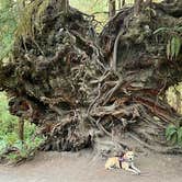 Review photo of Hoh Rain Forest - Olympic National Park by Duncan G., August 28, 2022