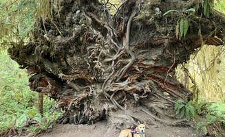 Duncan G.'s photo of camping with pets at Hoh Rain Forest - Olympic National Park near Olympic National Forest