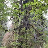 Review photo of Hoh Rain Forest - Olympic National Park by Duncan G., August 28, 2022