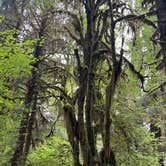 Review photo of Hoh Rain Forest - Olympic National Park by Duncan G., August 28, 2022