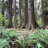 Review photo of Hoh Rain Forest - Olympic National Park by Duncan G., August 28, 2022