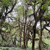 Review photo of Hoh Rain Forest - Olympic National Park by Duncan G., August 28, 2022
