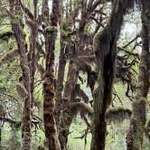 Review photo of Hoh Rain Forest - Olympic National Park by Duncan G., August 28, 2022