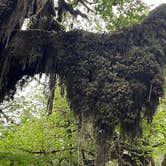 Review photo of Hoh Rain Forest - Olympic National Park by Duncan G., August 28, 2022