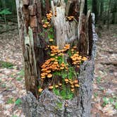 Review photo of Sebago Lake State Park Campground by dylan , August 29, 2022