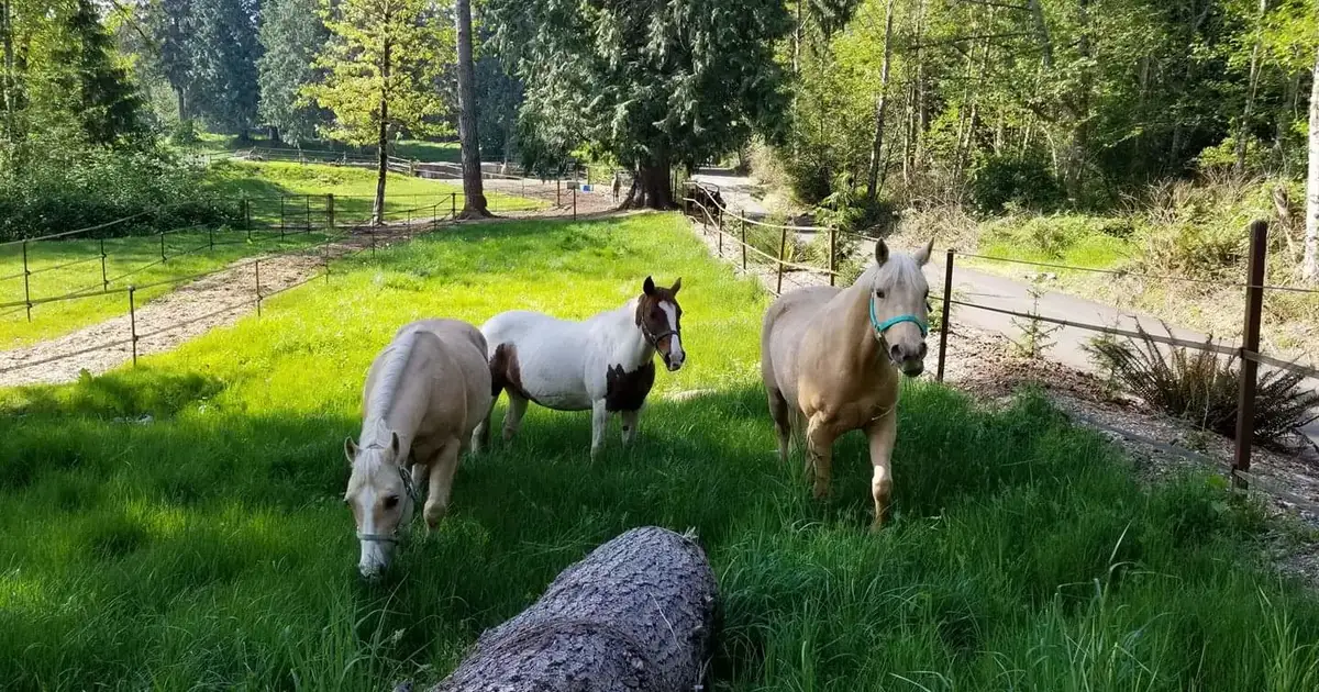 The Rockin' Z Ranch - Main photo