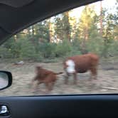 Review photo of Big Springs Cabin Site by Scott B., July 24, 2018