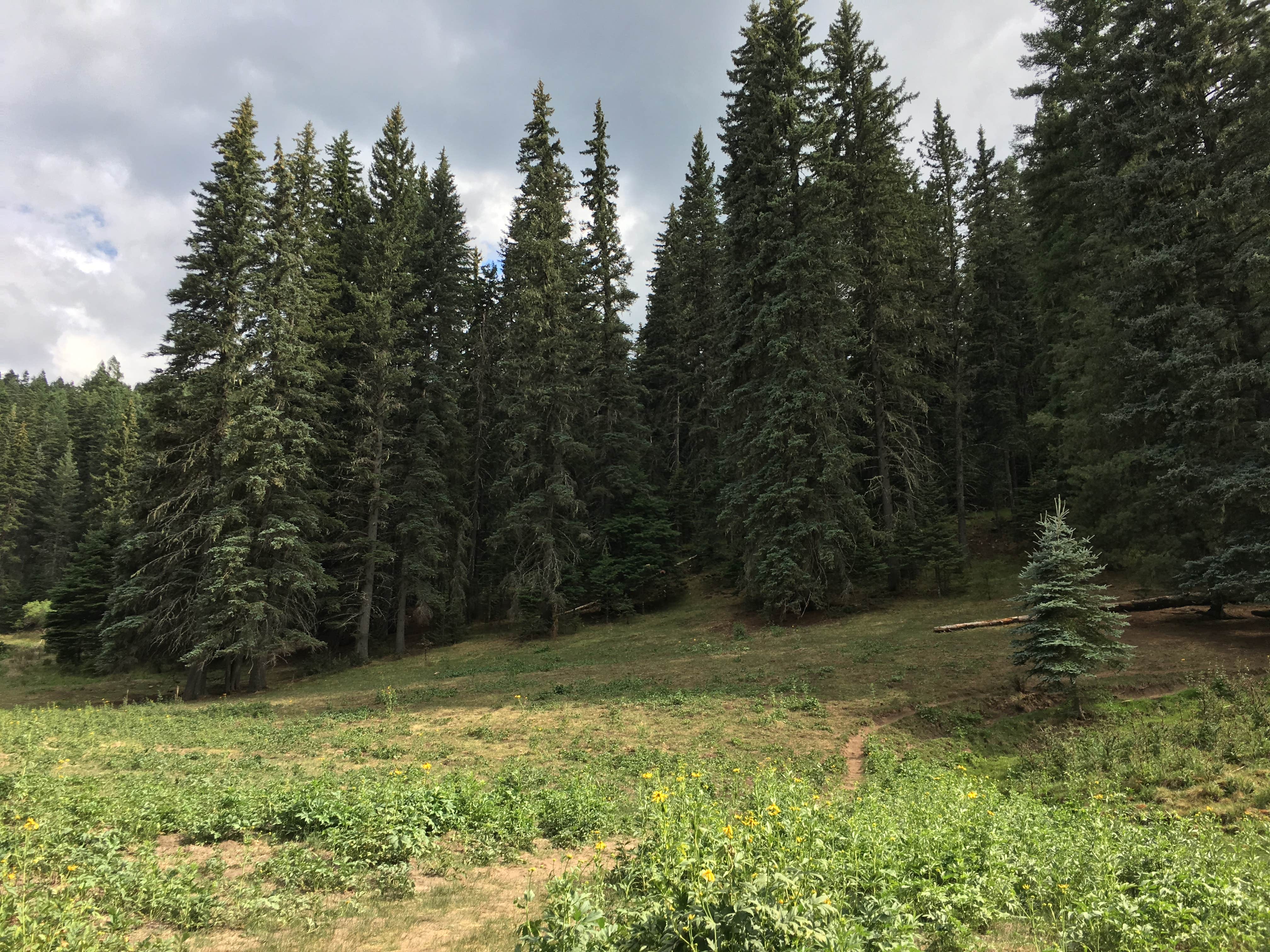 Camper-submitted photo at Bluff Springs Dispersed Camping near Alamogordo, NM