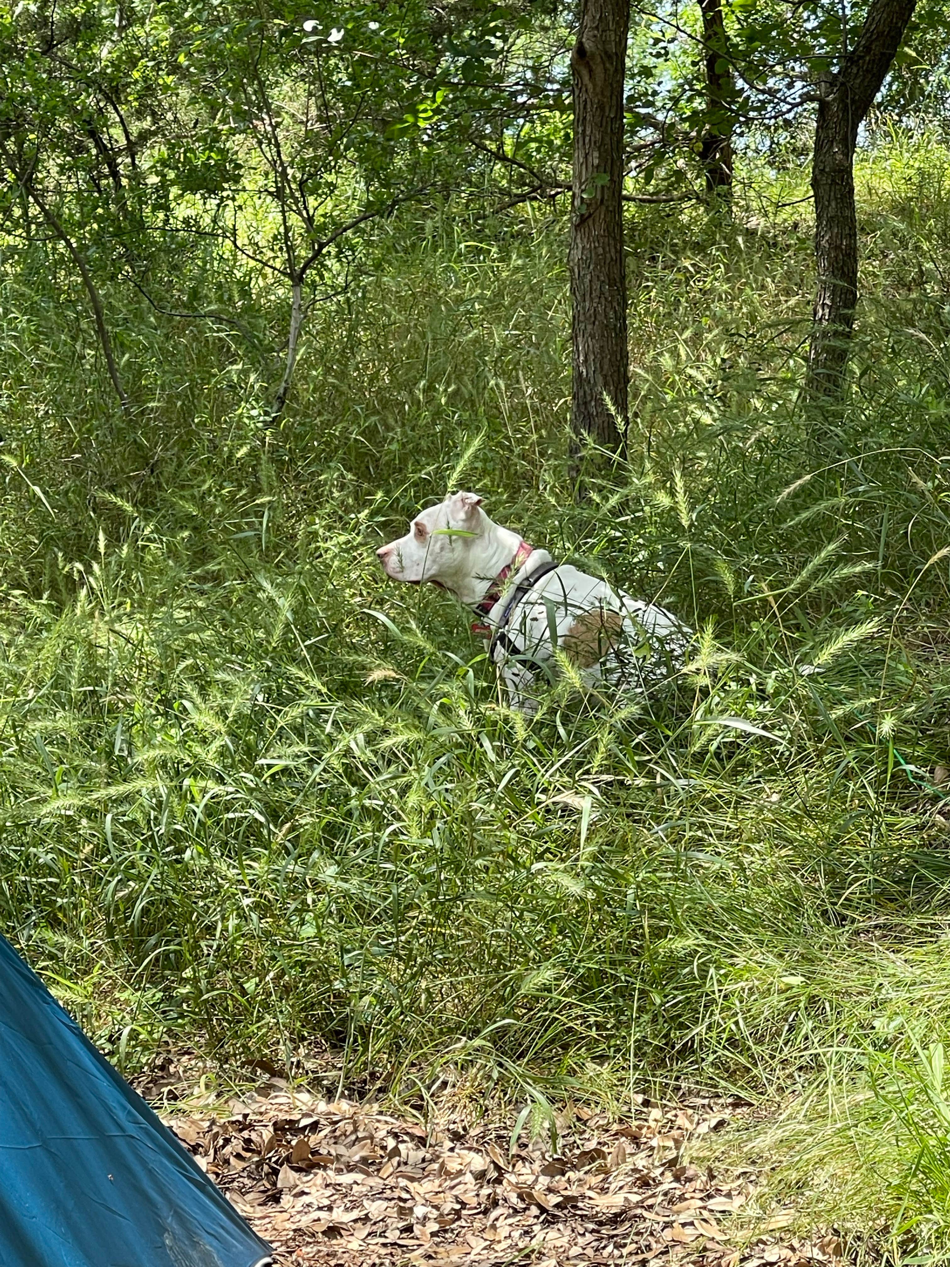 Eric A.'s photo of camping with pets at Sulphur Springs Camp near San Saba, TX