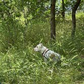 Review photo of Sulphur Springs Camp by Eric A., August 29, 2022