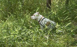 Eric A.'s photo of camping with pets at Sulphur Springs Camp near Lampasas, TX