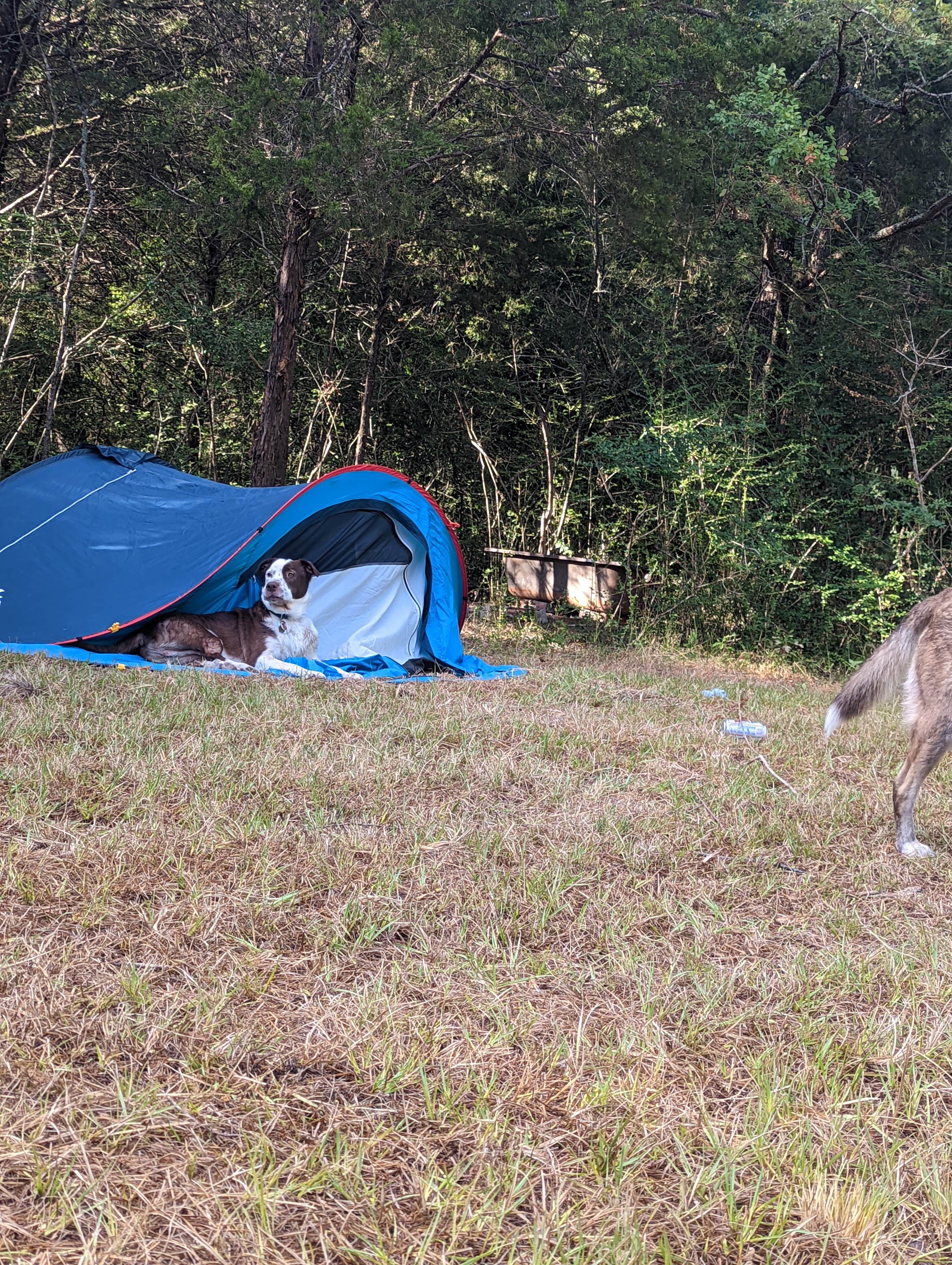 William L.'s photo of tent camping at Lawley Land near Waco, TX