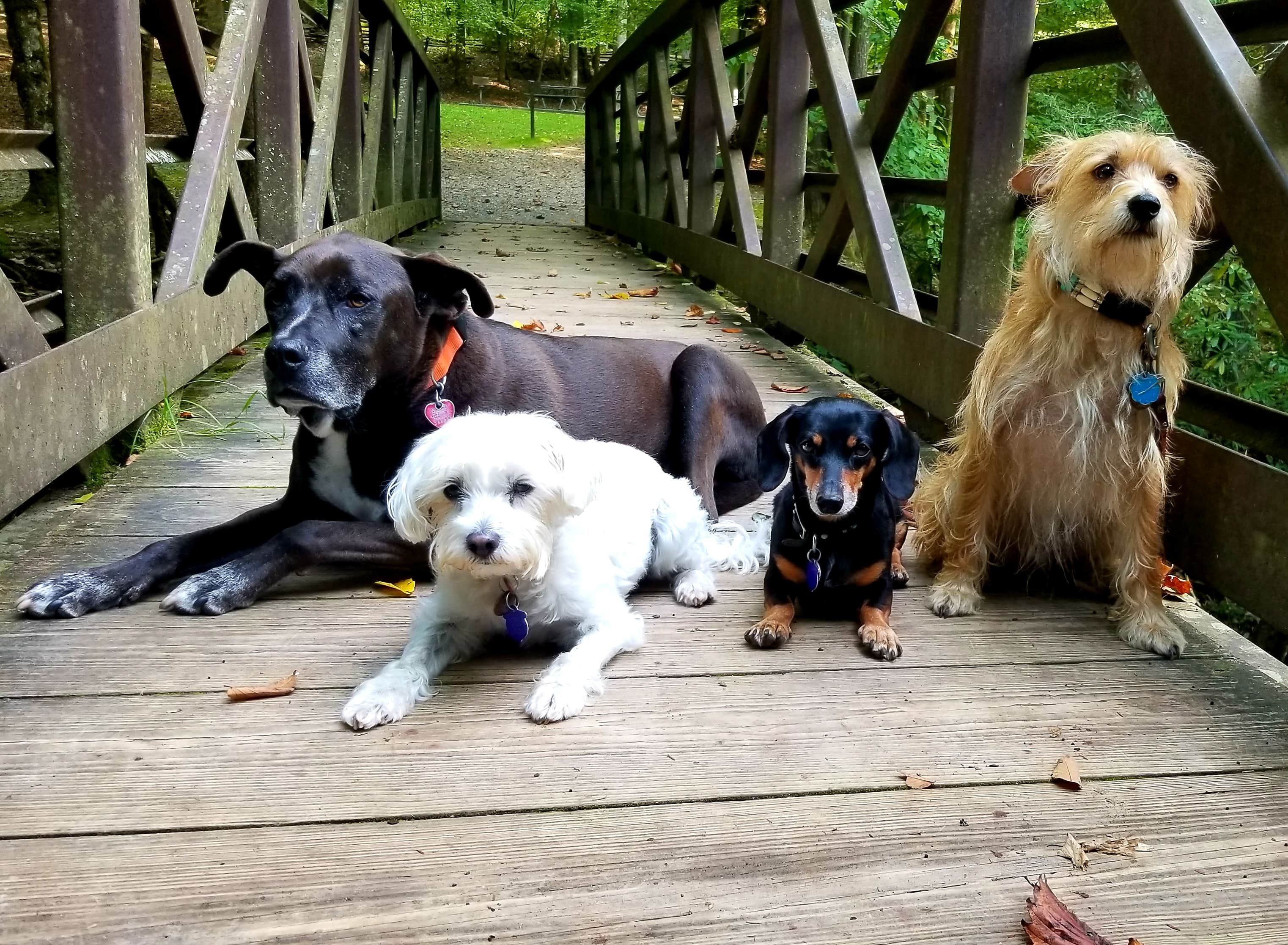 Katrin M.'s photo of camping with pets at Big Creek Campground — Great Smoky Mountains National Park near Hot Springs, NC