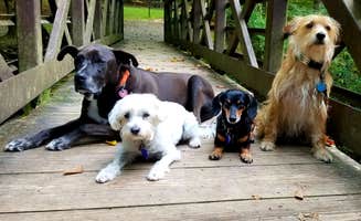 Katrin M.'s photo of camping with pets at Big Creek Campground — Great Smoky Mountains National Park near Cosby, TN