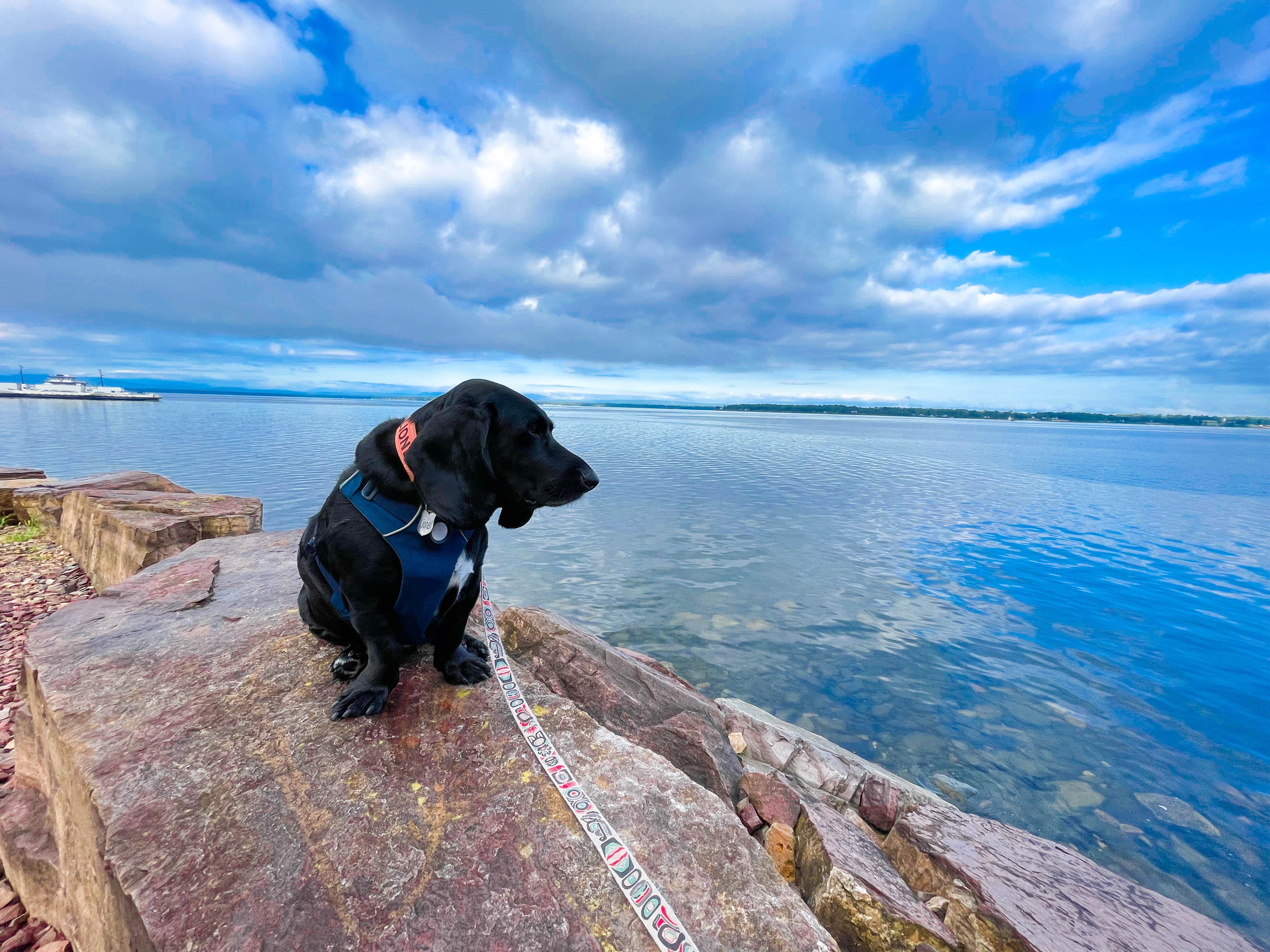 Anthony I.'s photo of camping with pets at Champlain Resort Adult Campground near Swanton, VT