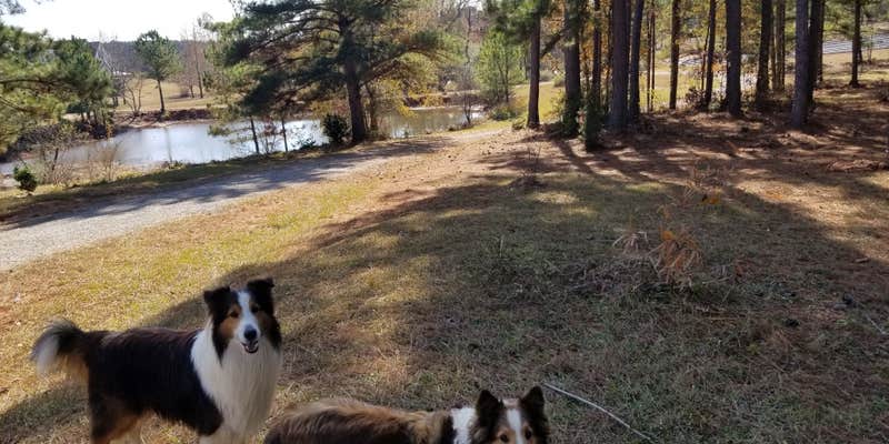 Camper submitted image from Lone Oak RV Flower Farm