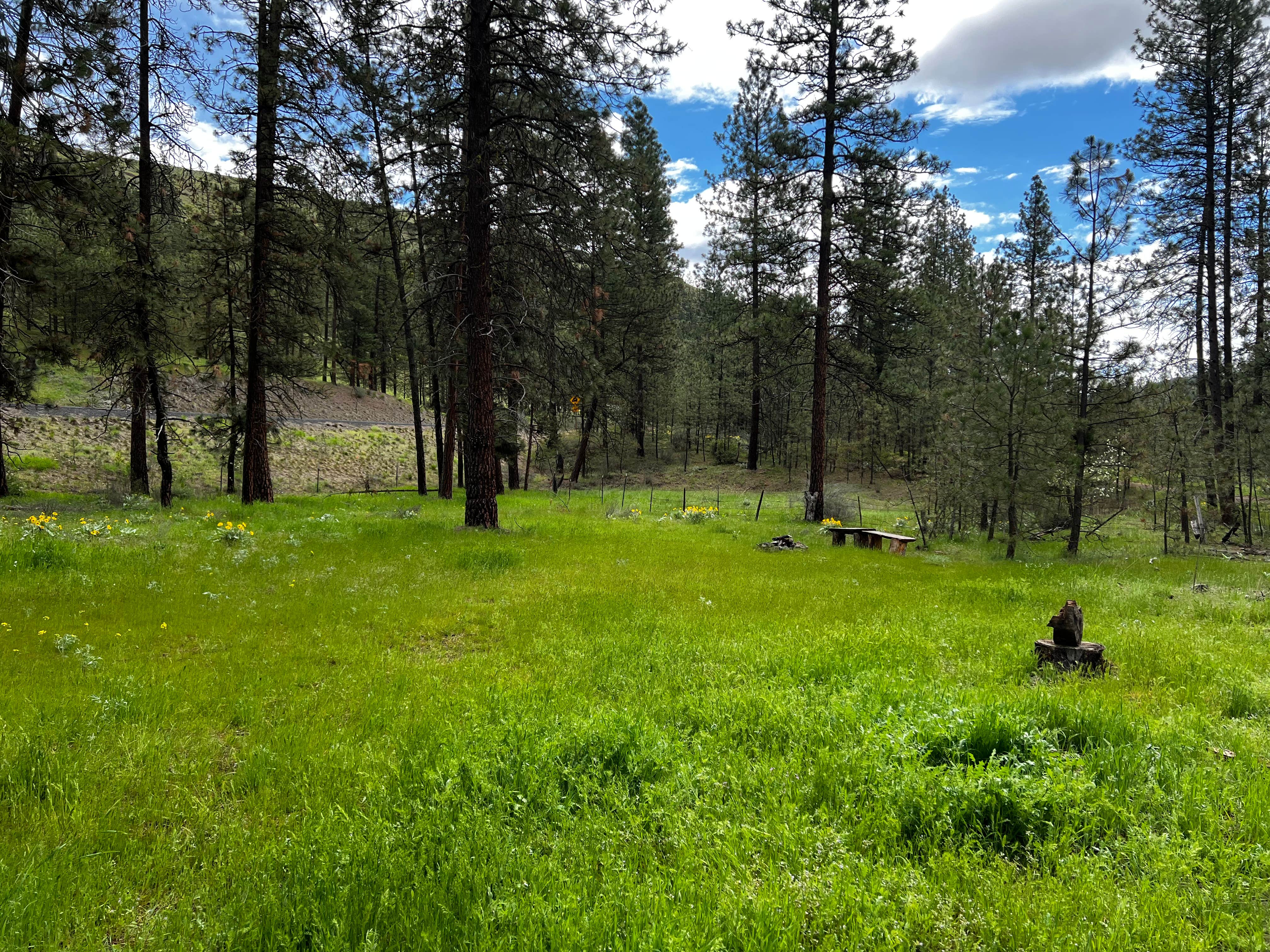 Camper submitted image from Lake Roosevelt Shady Pines - 1