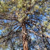 Review photo of North Shore Campground - Lake Almanor by Summer A., July 25, 2018